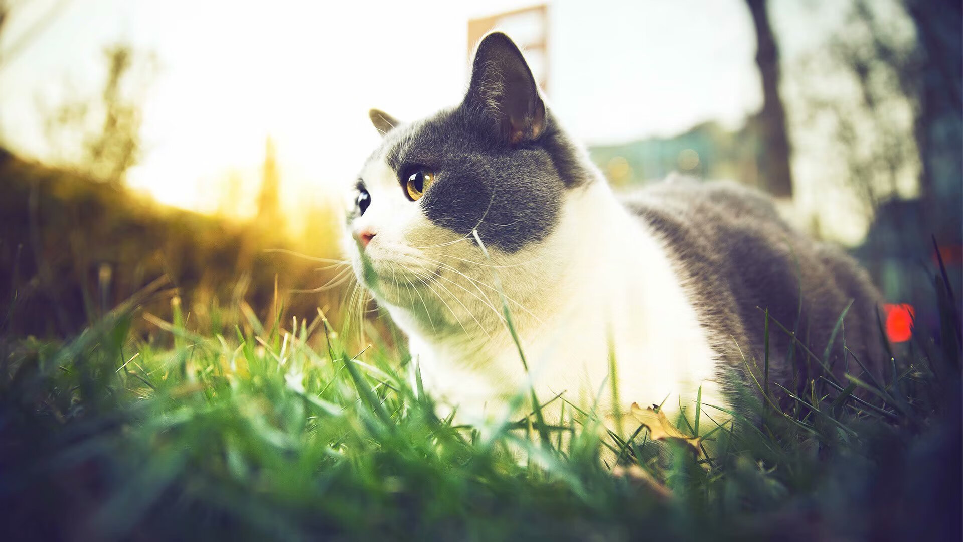 举刀之时,计时器还未走过半场,库里如何将七场血战蒸发为一瞬