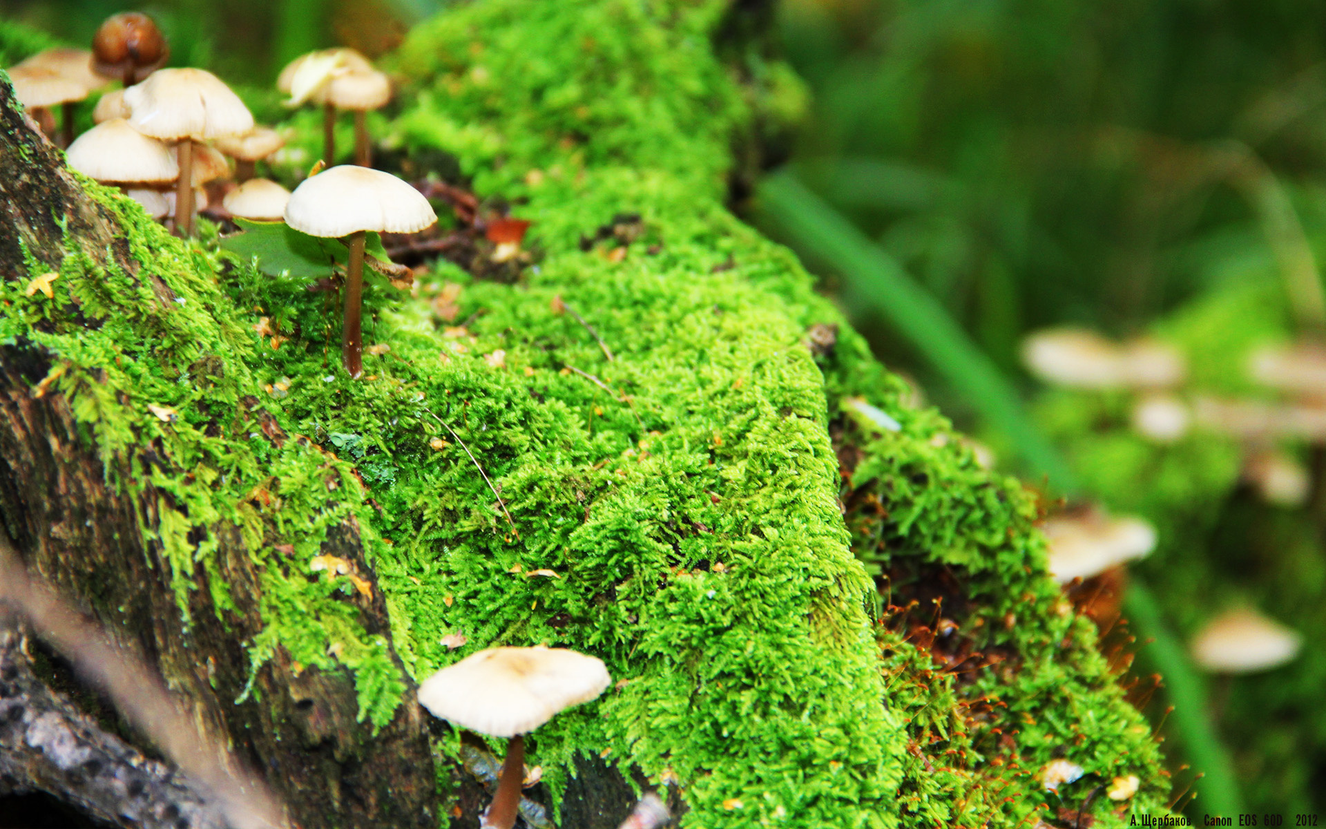 戈贝尔筑起叹息之墙,广厦闪电战击溃奇才—当法式盾牌遇上东方快刀