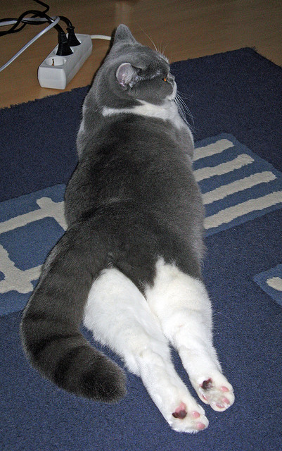 庖丁解牛，独步天下，米切尔以76人之矛，洞穿辽宁钢铁防线