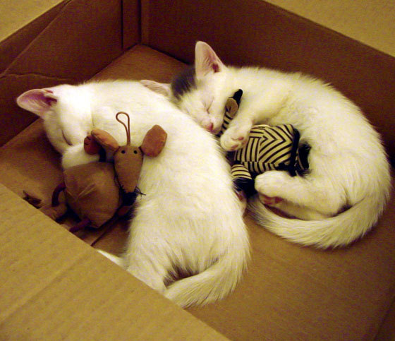 双重镜像,当京多安在虚幻的战场上复刻齐达内—一次对洪法之战唯一性的解构