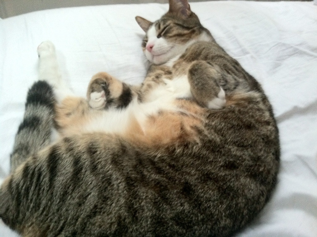 解码斯通斯,伊朗团队篮球的终极武器,如何连续得分压制摩洛哥