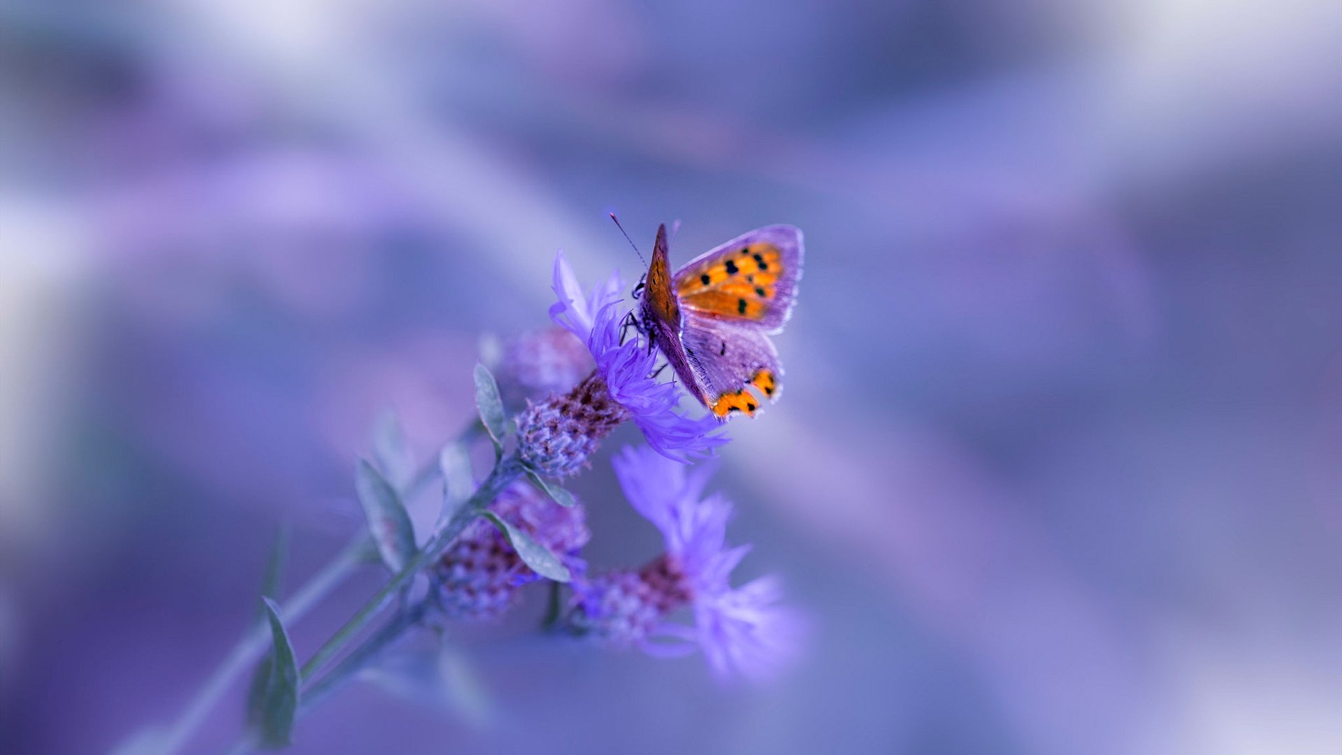 暗夜魔术师与数据风暴，拉文如何将街道赛变成个人秀场