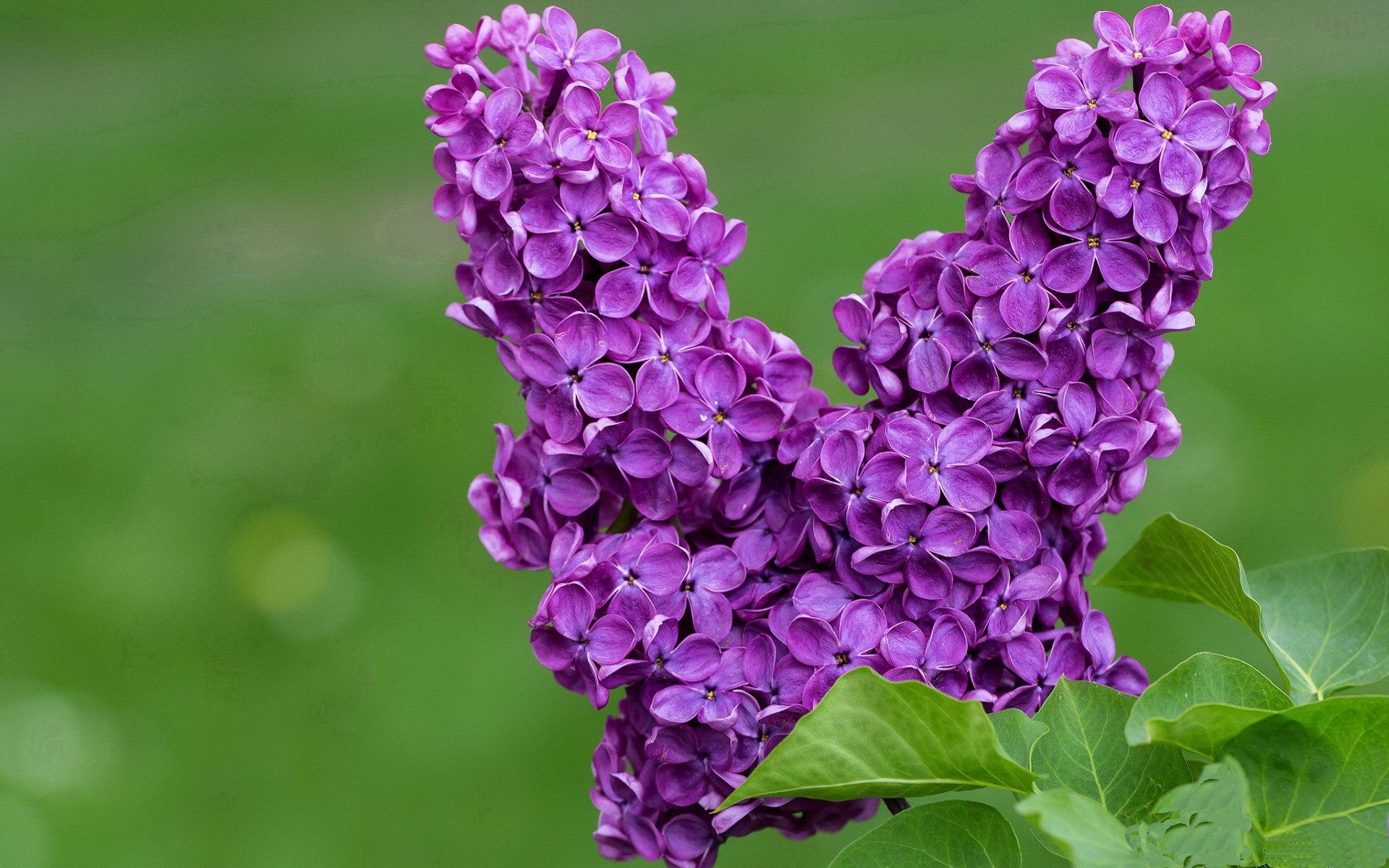 末节之神萨内！比利时惊天逆转多特蒙德，加冕欧洲之巅