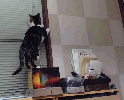 独一无二的满分传奇，巴斯托尼在埃及对阵沙特赛后评分拉满