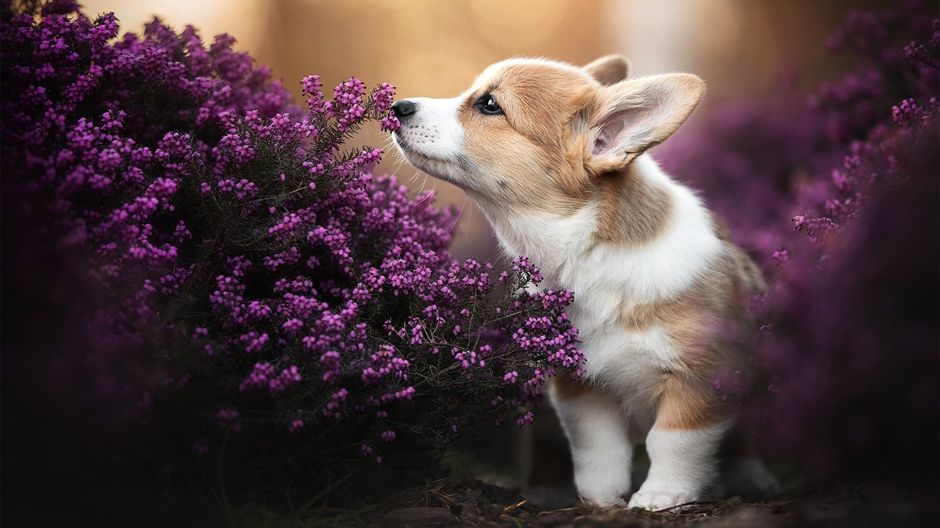 欧冠决赛再现黑马神话！亚特兰大淬火成钢，击败突尼斯堡垒登顶欧洲
