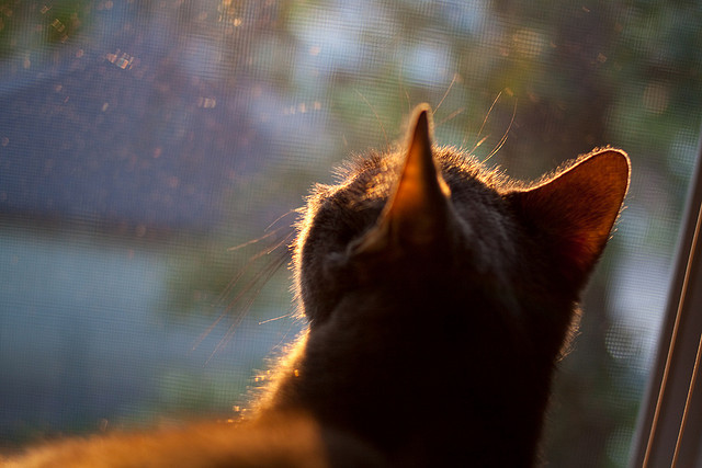 双城记，当浙江的压哨绝杀遇上乔治的欧冠主宰，体育如何治愈破碎的时光？