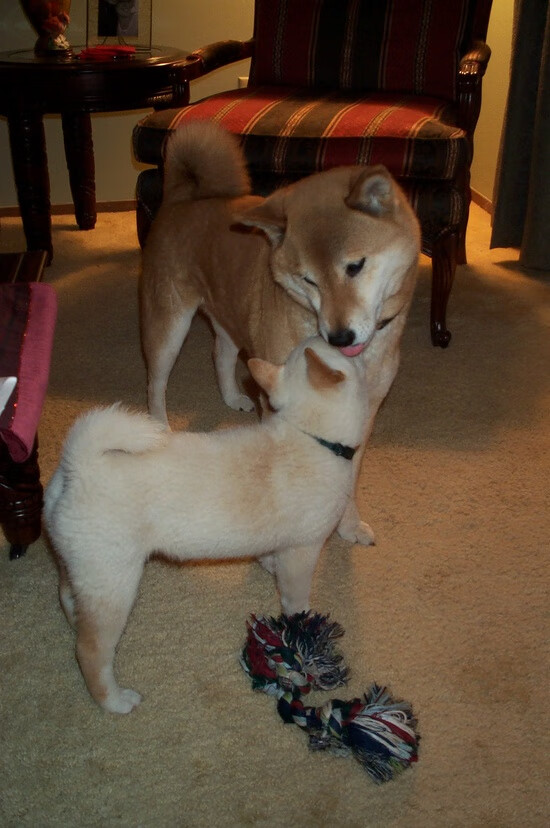 当季后赛遇上国际赛场，瑞典的防守转换如何稳稳拿下摩洛哥