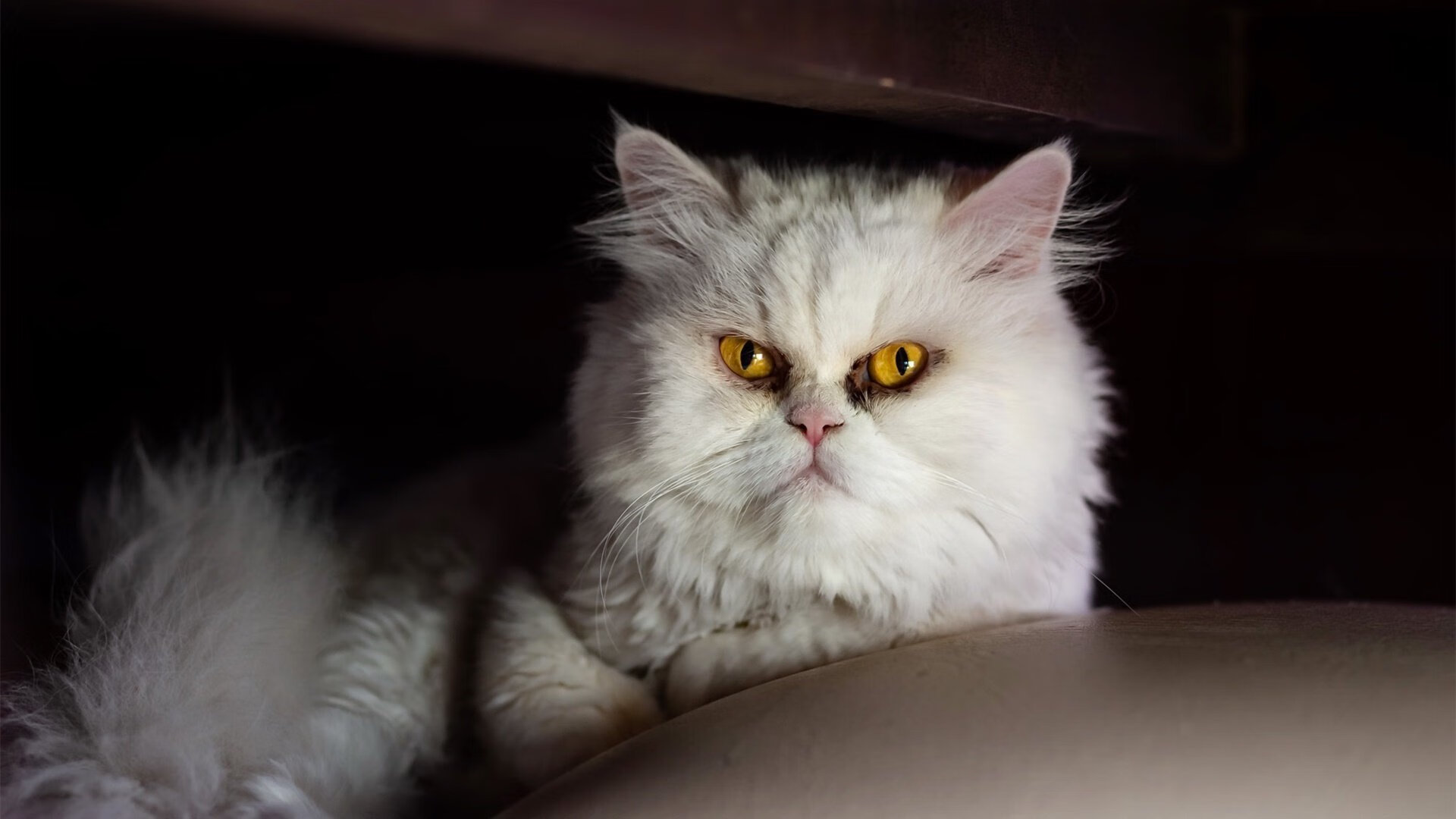 哈利伯顿展现巨星价值，凯尔特人踏平深圳队，一场跨越海洋的篮球对话