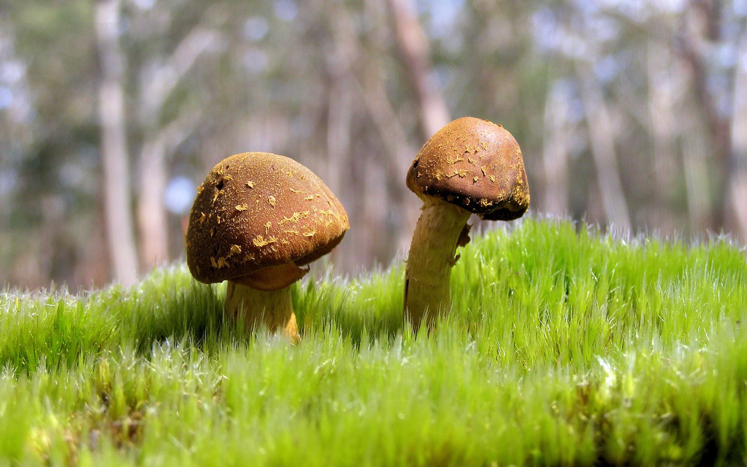 沉默中绽放，穆勒的暴烈前奏与墨西哥四秒定义永恒