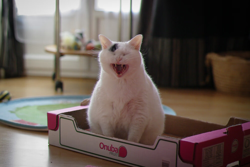 独行侠封喉一击!切特补时绝杀,书写意甲历史之夜