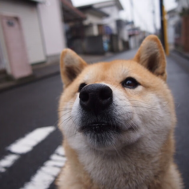 金色狂飙,当布鲁诺的怒吼震撼阿尔卑斯—多特蒙德闪电战击溃奥地利防线