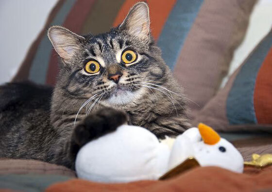 雷霆之怒撞上猛龙之爪，当格林时间收割胜利