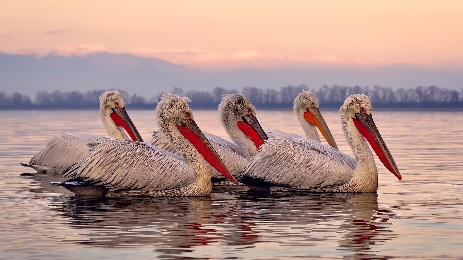 2026世界杯之夜，若日尼奥，在世界的脉搏上起舞的指挥家