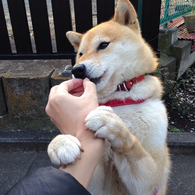 跨界接管，从绿茵场到F1赛道，葡萄牙的天使之翼如何双线奏凯