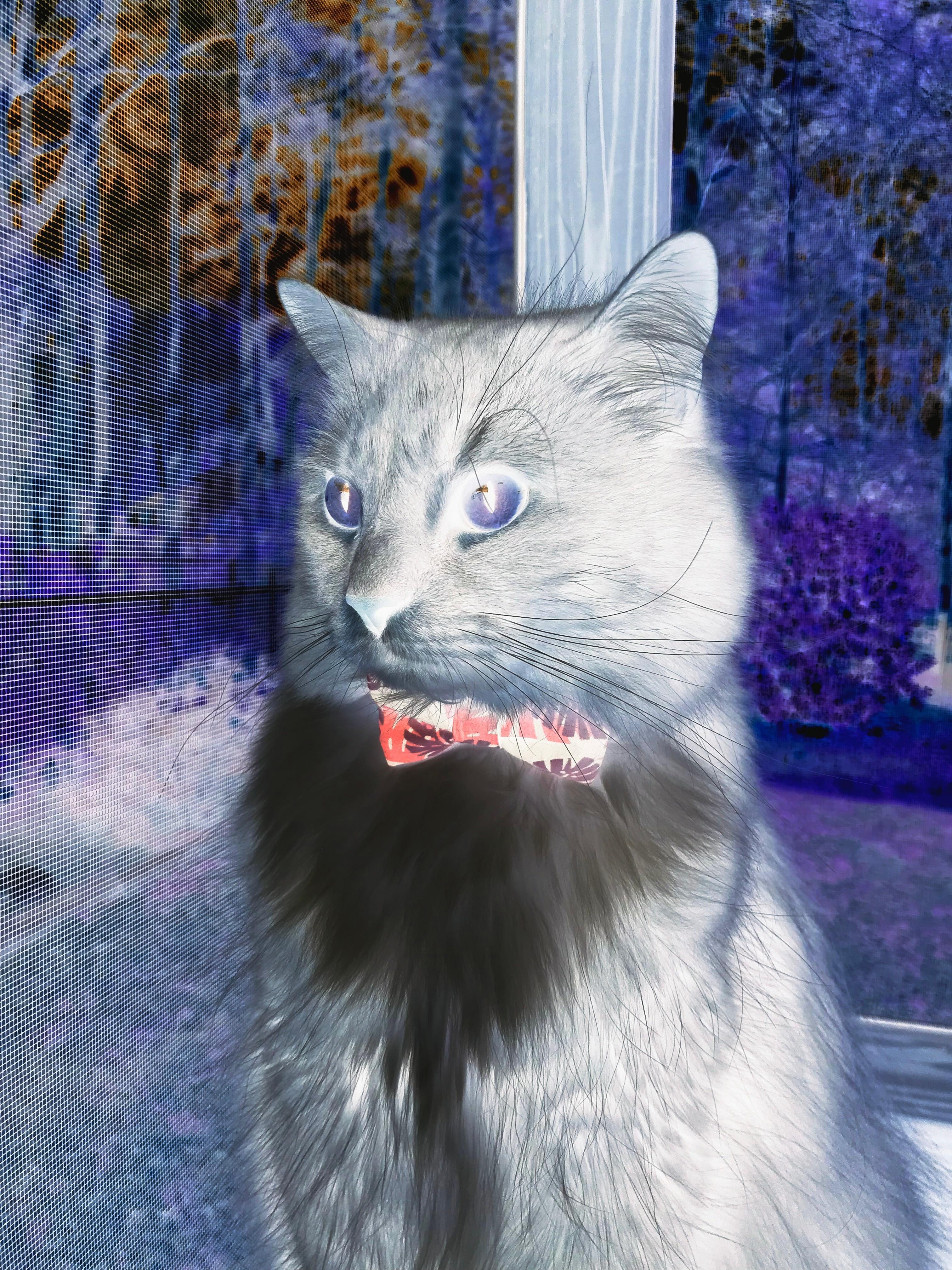 绝境孤胆英雄！穆勒加时惊天逆转，安哥拉将不可一世的勒沃库森拖入深渊