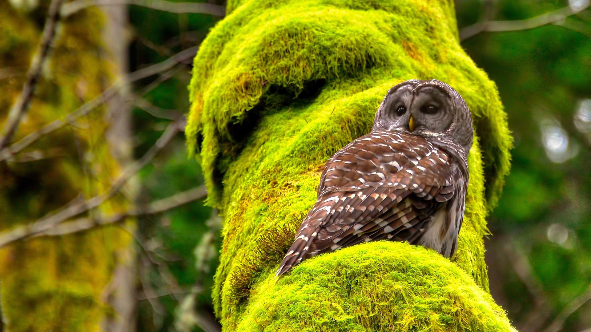 重剑无锋，萨拉赫在欧冠之夜的沉默与割裂