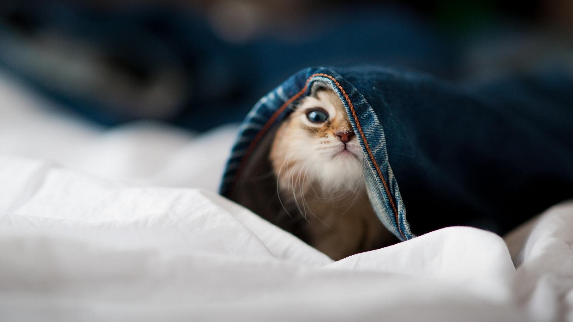 帕尔默绝命三分，巴黎末节逆转巴西！唯一先生于无声处听惊雷