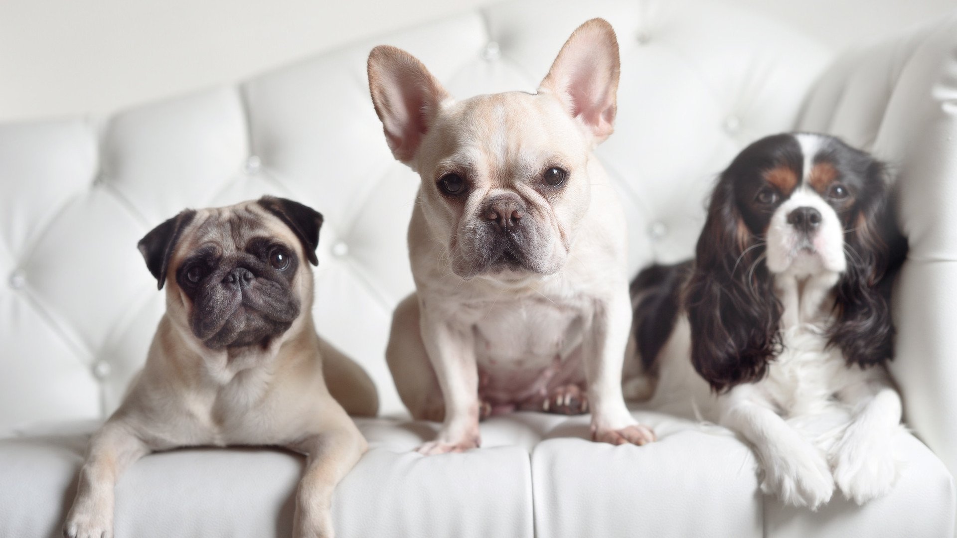 远隔万里的王者，猛龙决胜局力压新疆，浓眉在德甲争冠战定乾坤