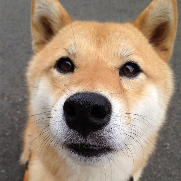 橙衣风暴夜袭潘帕斯！莱万双响导演末节惊天逆转